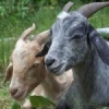 mountaingoat_gray